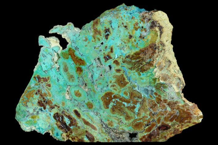 Petrified Colla Wood With Chrysocolla & Malachite - Turkey #129073